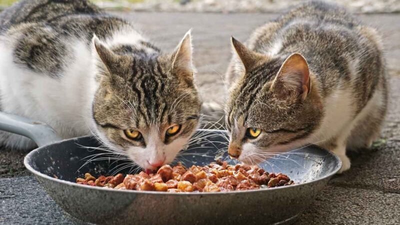 Problemas de la ciudadanía «los vecinos de La Poveda alzan la voz contra el maltrato de los gatos callejeros»