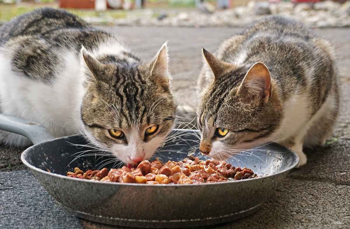 Problemas de la ciudadanía «los vecinos de La Poveda alzan la voz contra el maltrato de los gatos callejeros»