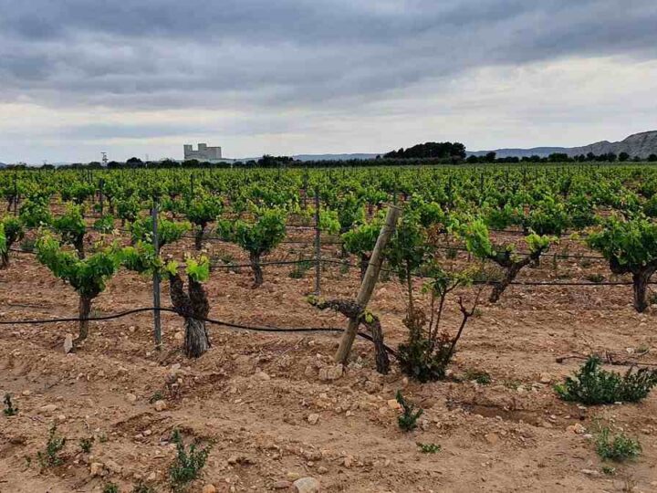Uno de los mejores vinos del mundo se elabora en Arganda del Rey