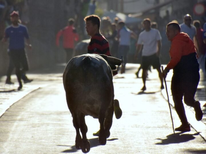 Los encierros del lunes en Arganda se saldan con un herido grave