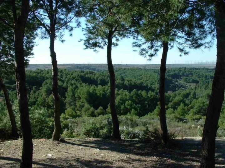 ‘Problemas de la ciudadanía’, argandeños ven la necesidad de crear nuevas zonas verdes ante el crecimiento urbanístico en Arganda