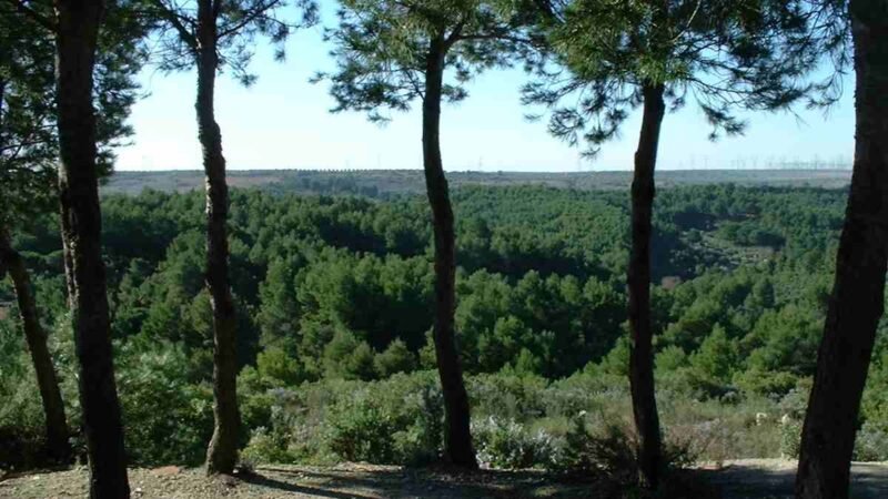 ‘Problemas de la ciudadanía’, argandeños ven la necesidad de crear nuevas zonas verdes ante el crecimiento urbanístico en Arganda