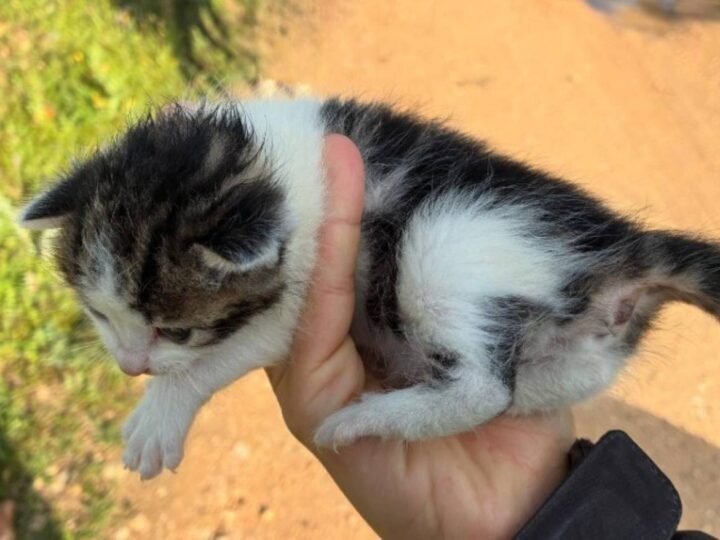 ‘Problemas de la ciudadanía’, argandeños denuncian por redes sociales el abandono de tres gatitas en una bolsa de plástico