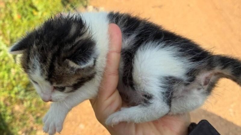 ‘Problemas de la ciudadanía’, argandeños denuncian por redes sociales el abandono de tres gatitas en una bolsa de plástico
