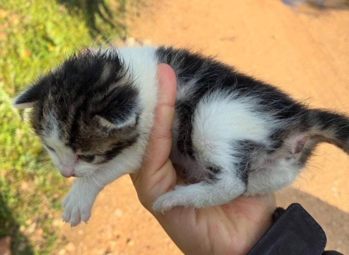 ‘Problemas de la ciudadanía’, argandeños denuncian por redes sociales el abandono de tres gatitas en una bolsa de plástico
