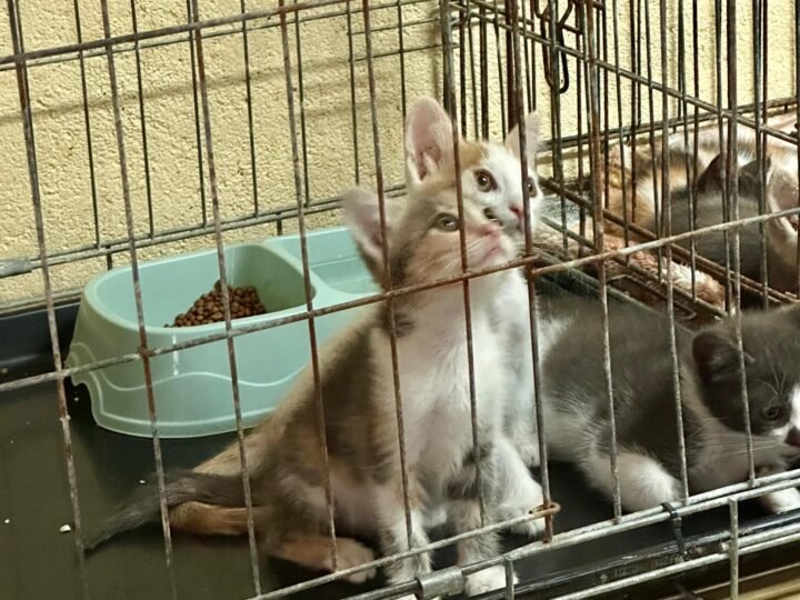 La asociación Peluditos en Apuros evita el nacimiento de 15.300 felinos