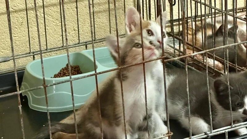 La asociación Peluditos en Apuros evita el nacimiento de 15.300 felinos