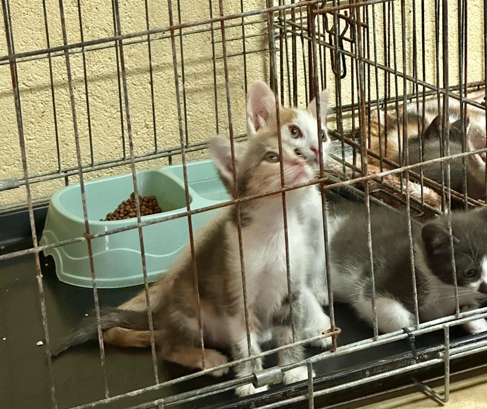 La asociación Peluditos en Apuros evita el nacimiento de 15.300 felinos