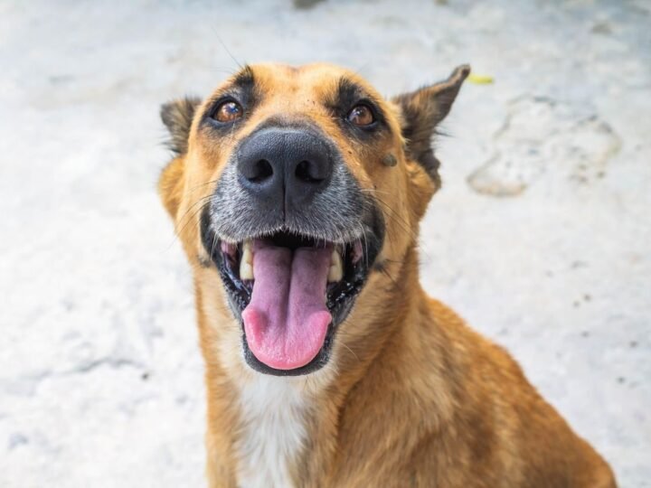La Cremación de Mascotas: Mitos y Realidades