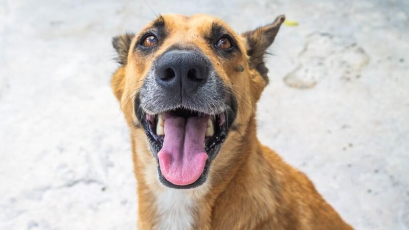 La Cremación de Mascotas: Mitos y Realidades