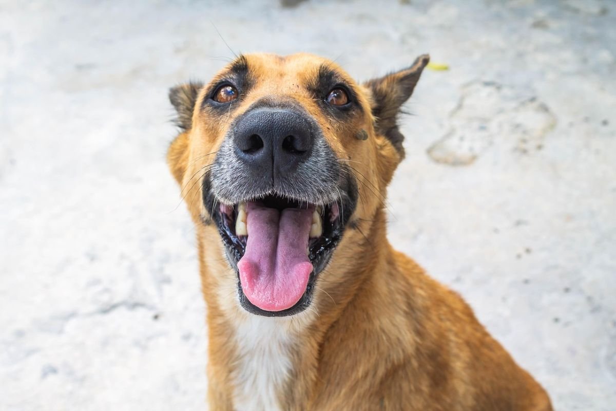 La Cremación de Mascotas: Mitos y Realidades