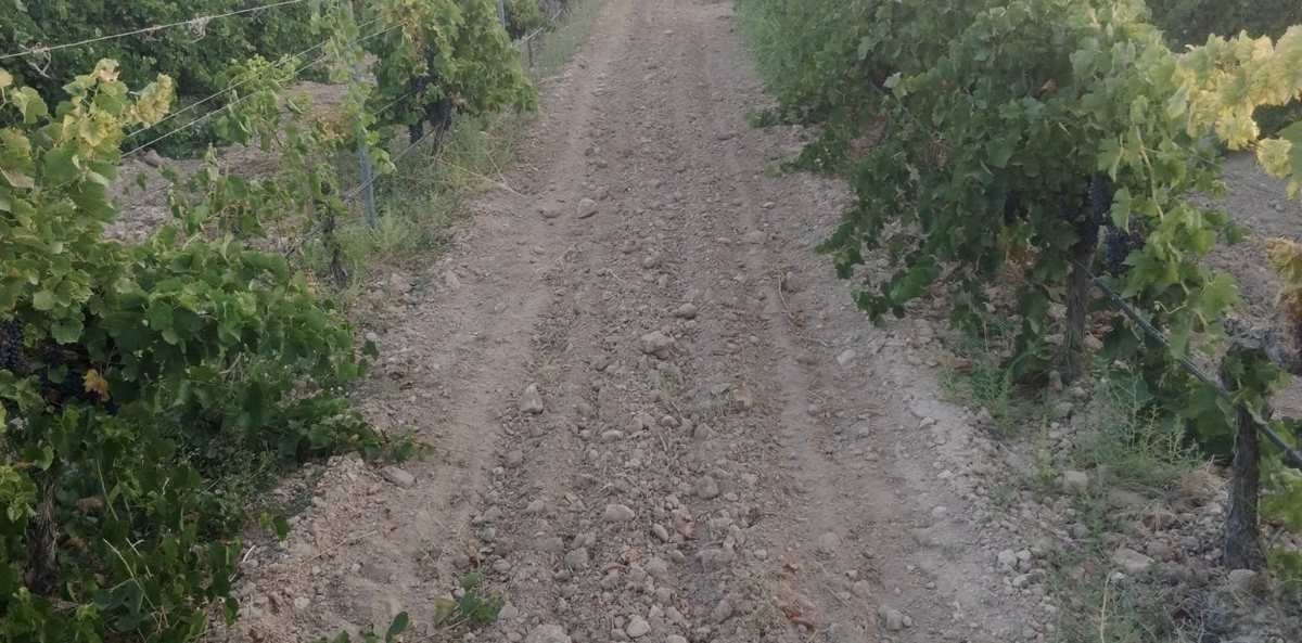 Arganda del Rey celebra una nueva edición de «Primavera y Verano entre Viñedos»
