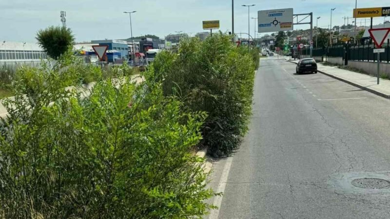 ‘Problemas de la ciudadanía’, jardineras demasiado invasivas en la Avenida de Madrid preocupan a los argandeños