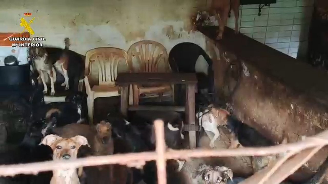Hallados seis perros muertos y otros 52 rescatados en condiciones insalubres en una parcela de Arganda