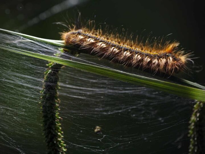 Arganda inicia una campaña para combatir la oruga procesionaria con más de 2.000 árboles tratados
