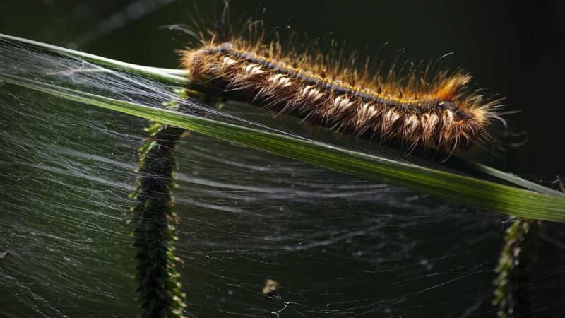 Arganda inicia una campaña para combatir la oruga procesionaria con más de 2.000 árboles tratados