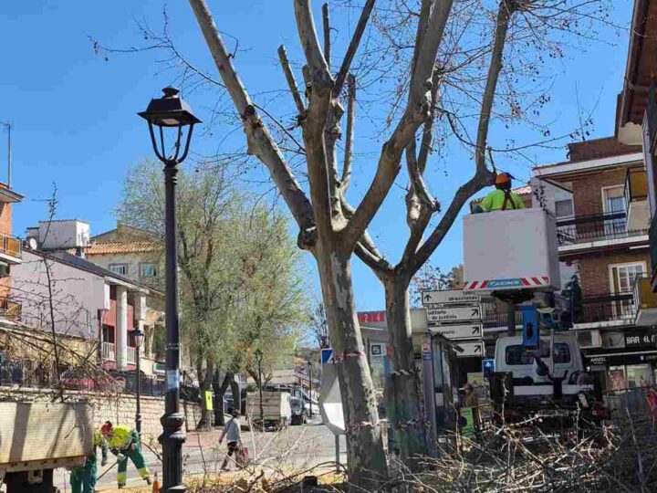 Arganda culmina una campaña de poda histórica con 359 intervenciones, un 50% más que en 2025