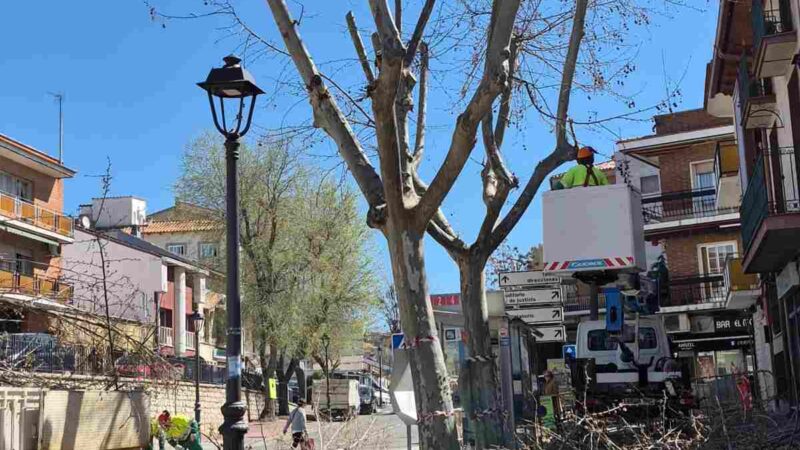 Arganda culmina una campaña de poda con 359 intervenciones, un 50% más que en 2025