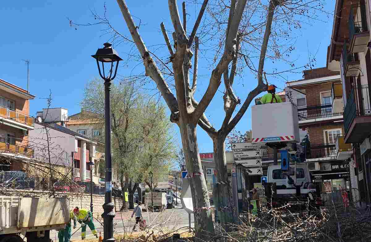 Arganda culmina una campaña de poda con 359 intervenciones, un 50% más que en 2025