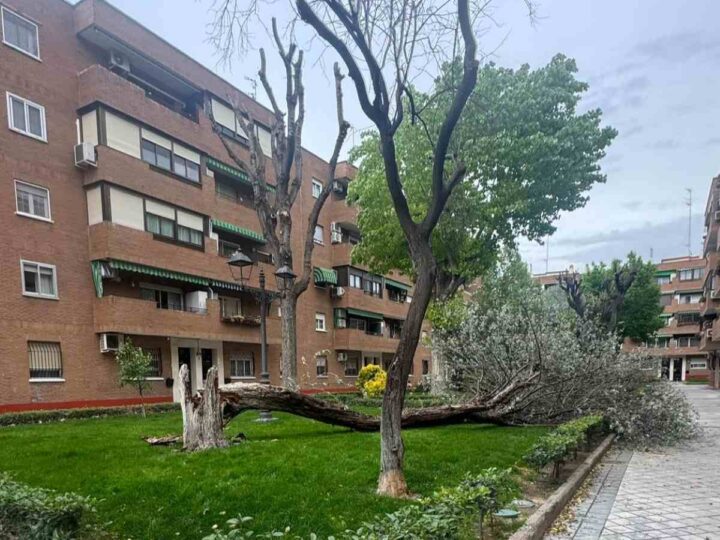 Susto en La Poveda por la caída de un árbol durante el temporal pero sin consecuencias personales