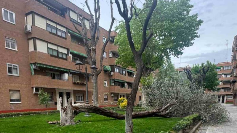 Susto en La Poveda por la caída de un árbol durante el temporal pero sin consecuencias personales