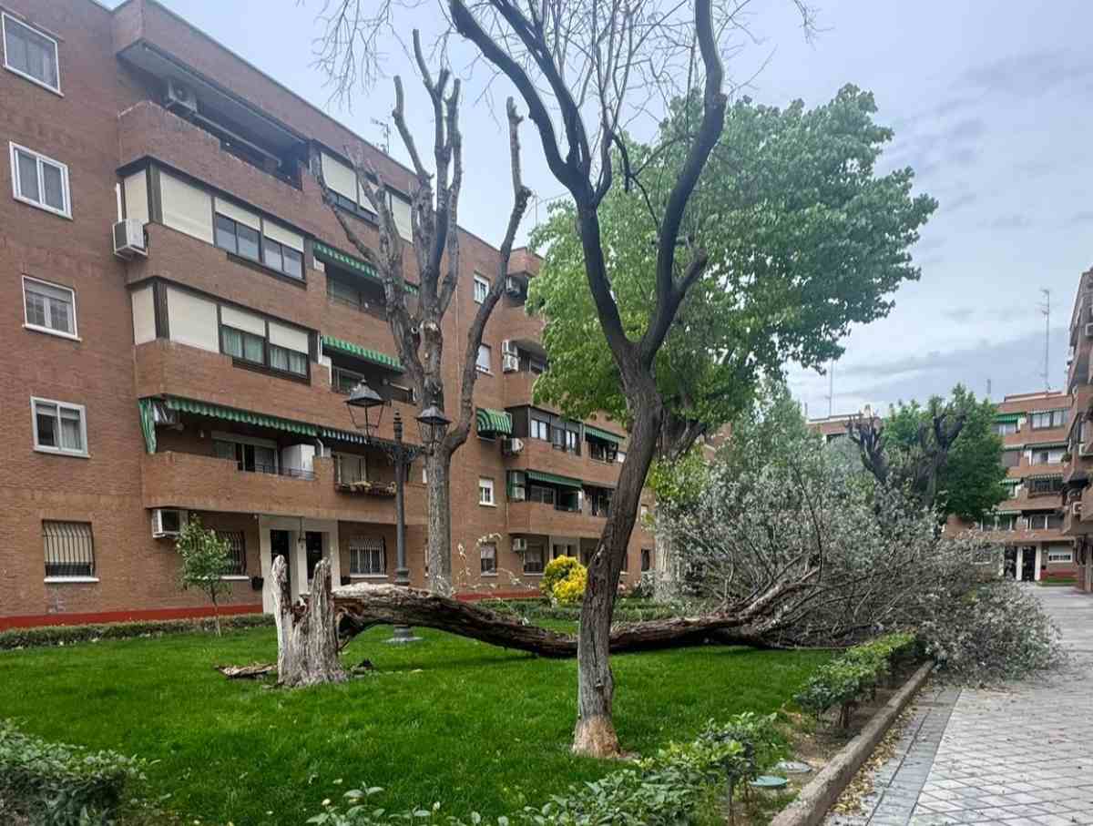 Susto en La Poveda por la caída de un árbol durante el temporal pero sin consecuencias personales