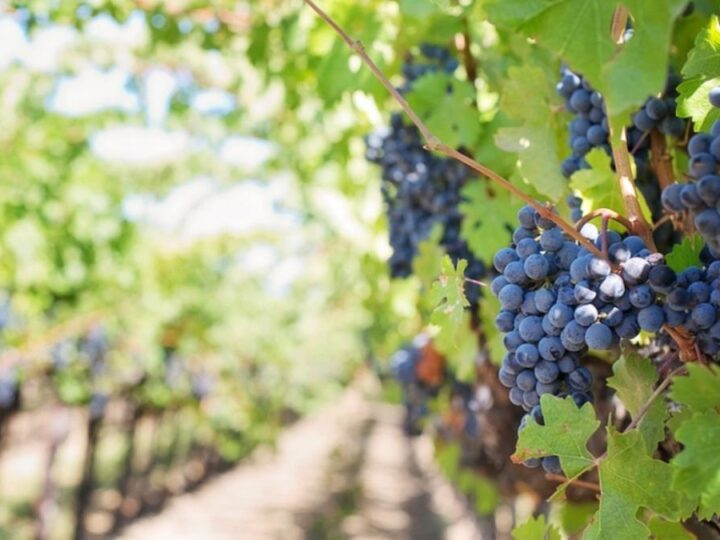 La Feria del Vino de Arganda reunirá a 14 bodegas en su regreso tras más de una década