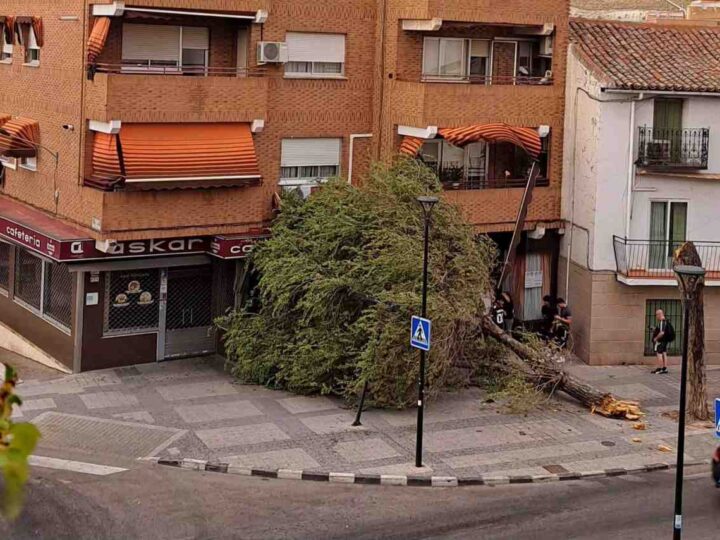 La caída de un árbol de grandes dimensiones frente a la cafetería Askar, uno de los principales incidentes de la tormenta en Arganda