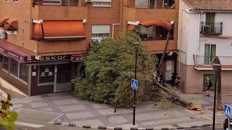 La caída de un árbol de grandes dimensiones frente a la cafetería Askar, uno de los principales incidentes de la tormenta en Arganda