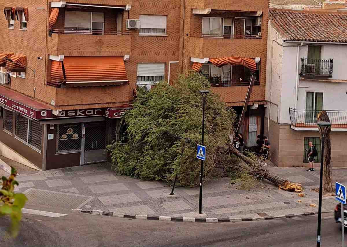 La caída de un árbol de grandes dimensiones frente a la cafetería Askar, uno de los principales incidentes de la tormenta en Arganda