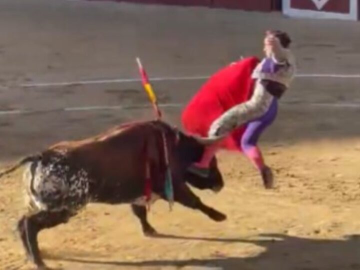 Herido el novillero López Peregrino durante la sexta tarde de la Feria de Novilladas de Arganda