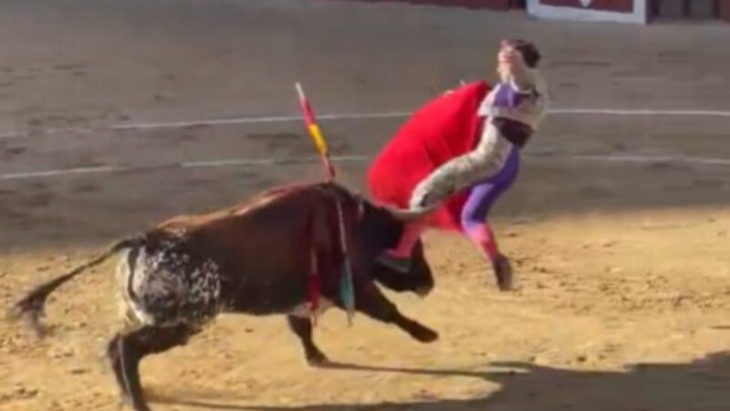 Herido el novillero López Peregrino durante la sexta tarde de la Feria de Novilladas de Arganda