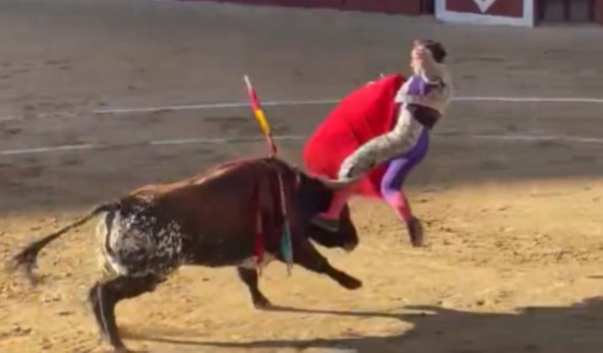 Herido el novillero López Peregrino durante la sexta tarde de la Feria de Novilladas de Arganda